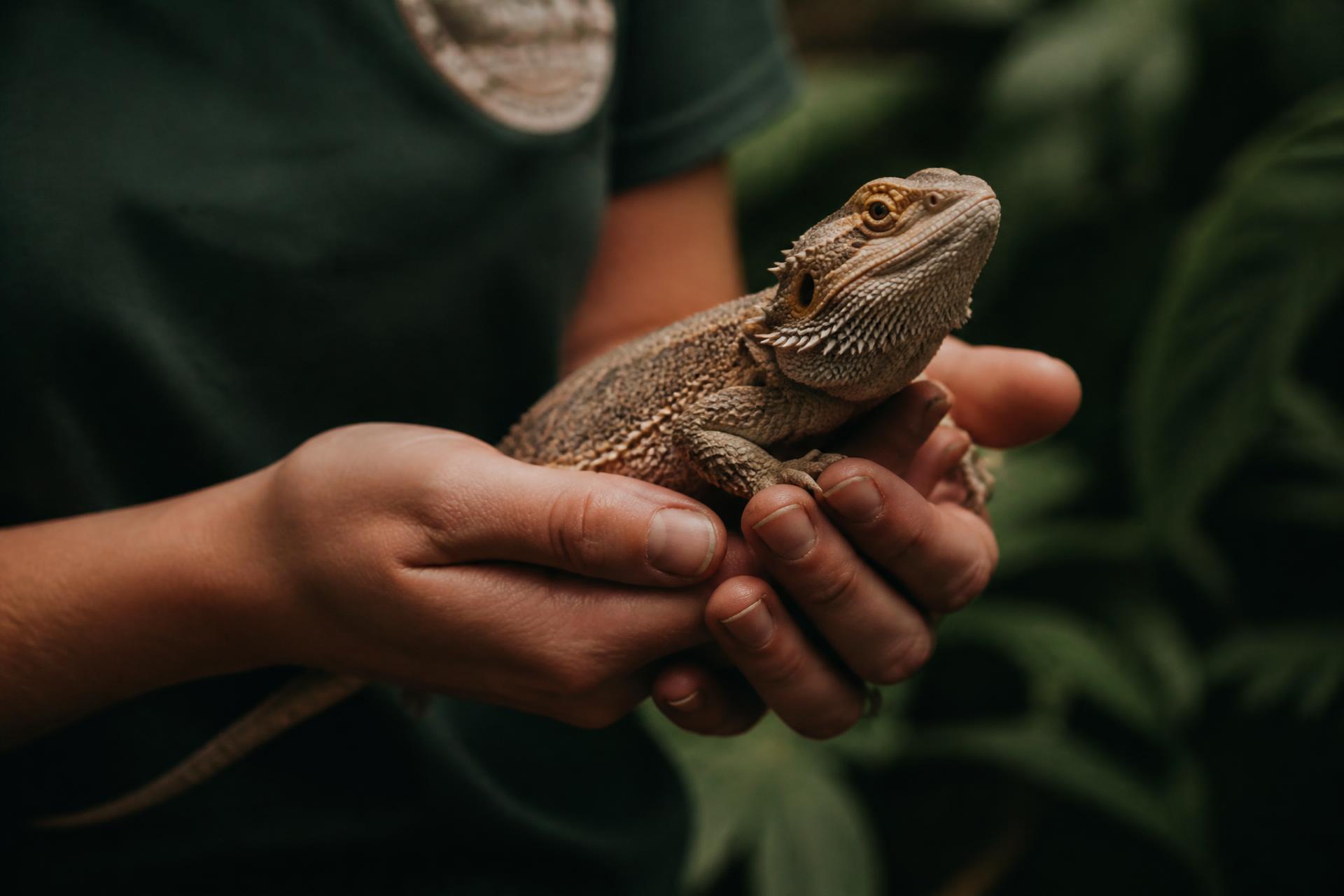 A rescued bearded dragon resting in the hands of a Scale Sanctuary caretaker